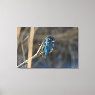 Kingfisher Canvas Print