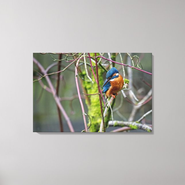Kingfisher Canvas Print (Front)