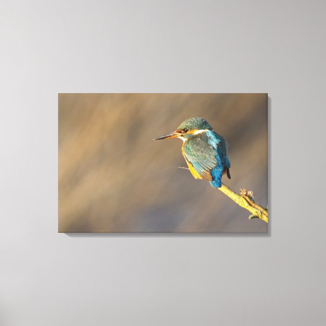 Kingfisher Canvas Print (Front)