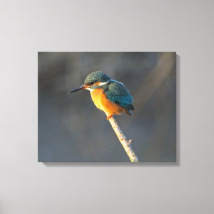 Kingfisher Canvas Print