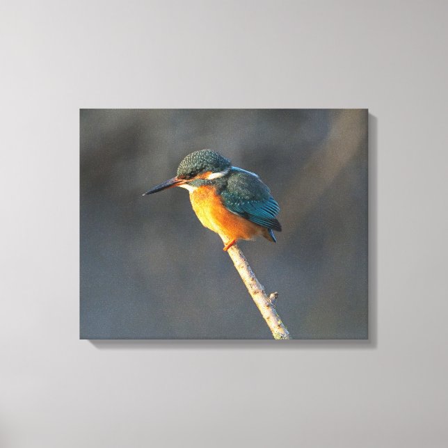 Kingfisher Canvas Print (Front)