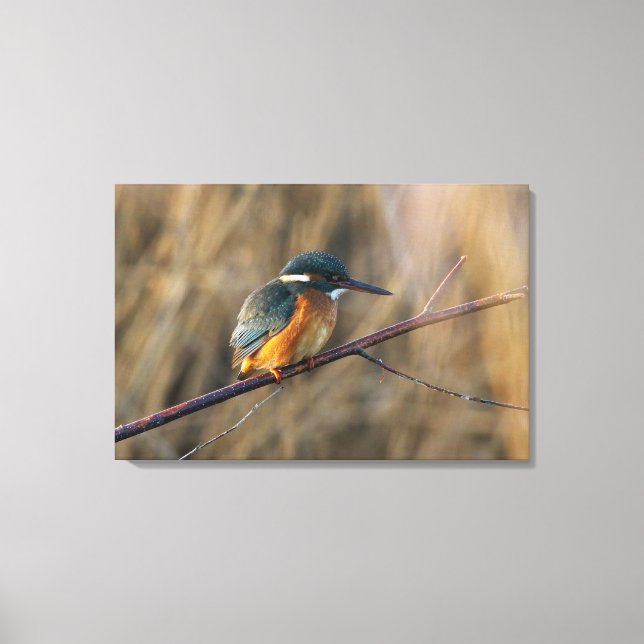 Kingfisher Canvas Print (Front)