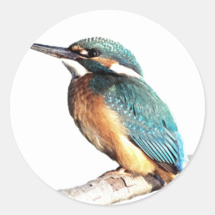 "Kingfisher" Classic Round Sticker