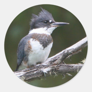 kingfisher classic round sticker