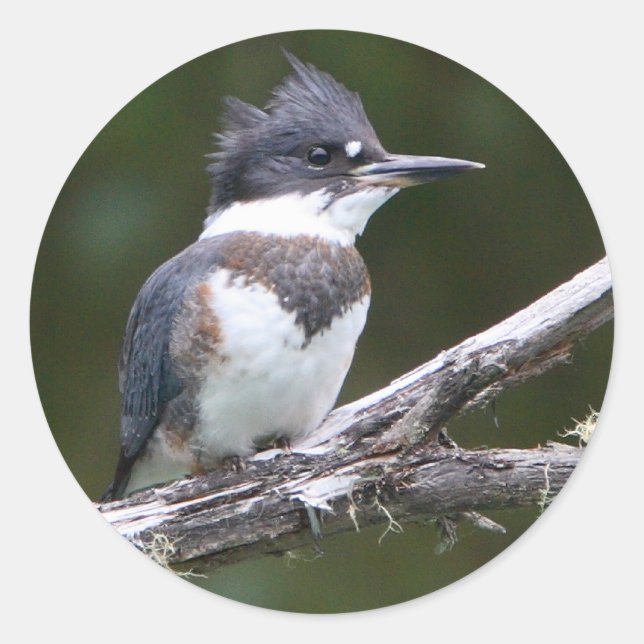 kingfisher classic round sticker (Front)