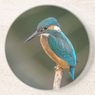 KIngfisher Coaster