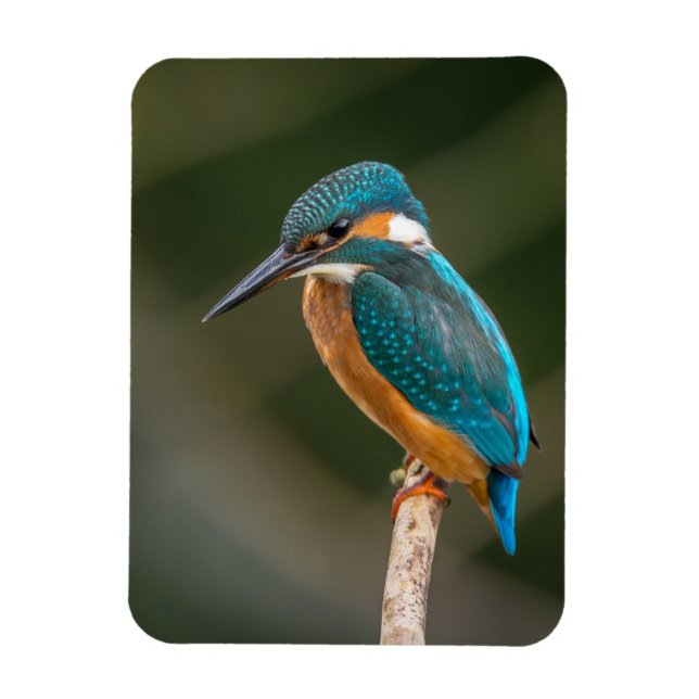 KIngfisher Magnet (Vertical)