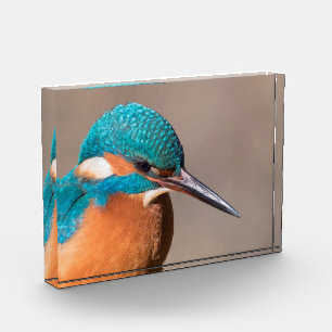 Kingfisher Nature Photo Block