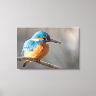 Kingfisher Nature Photo Canvas Print
