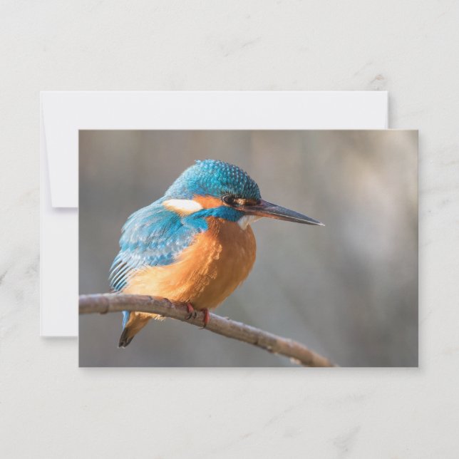 Kingfisher Nature Photo Card (Front)