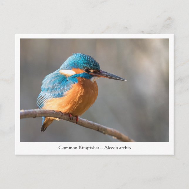 Kingfisher Nature Photo Postcard (Front)