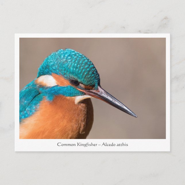Kingfisher Nature Photo Postcard (Front)