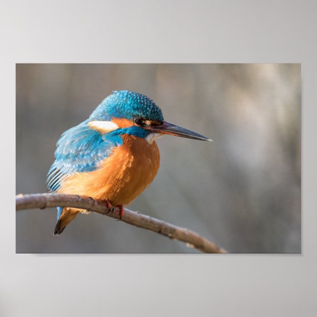 Kingfisher Nature Photo Poster (Front)