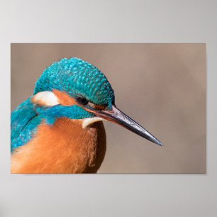 Kingfisher Nature Photo Poster