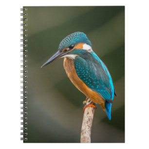 KIngfisher Notebook