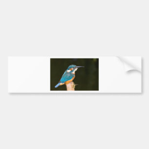 Kingfisher on a stick bumper sticker