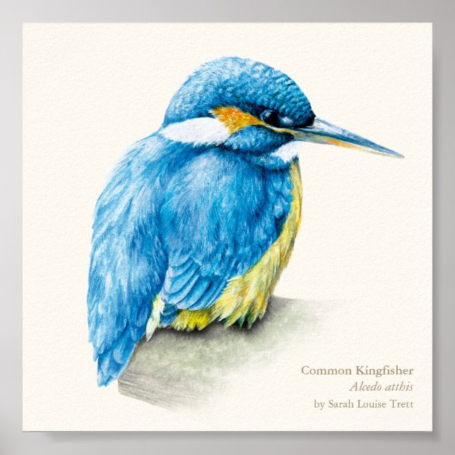 Kingfisher Ornithology fine art square print (Front)
