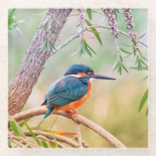 Kingfisher Perched on Branch Glass Coaster