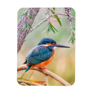 Kingfisher Perched on Branch Magnet