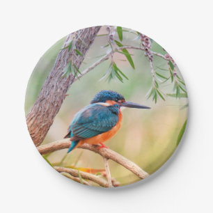 Kingfisher Perched on Branch Paper Plate