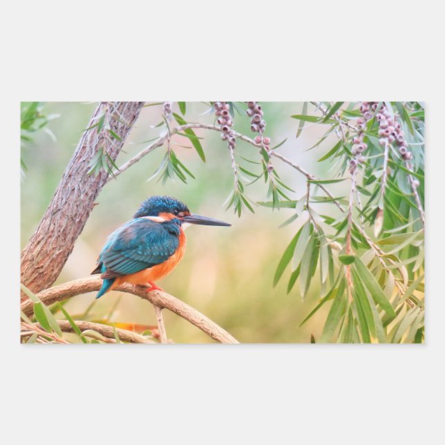 Kingfisher Perched on Branch Rectangular Sticker (Front)