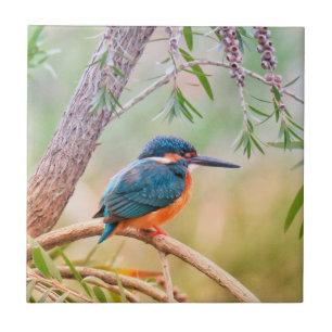 Kingfisher Perched on Branch Tile
