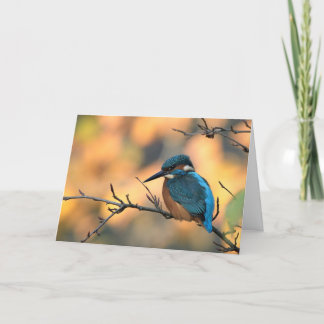 Kingfisher picture. card