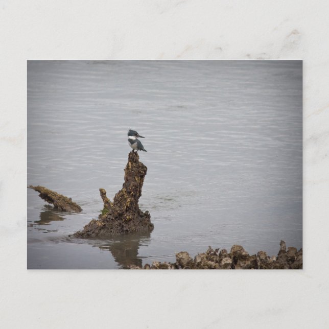Kingfisher Postcard (Front)