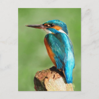 Kingfisher Postcard