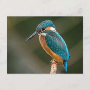 Kingfisher Postcard
