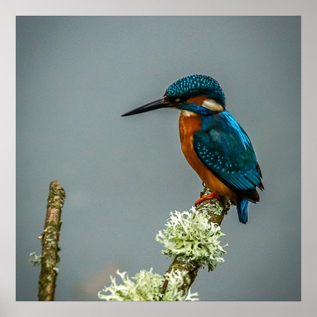 Kingfisher Poster/Print Poster (Front)