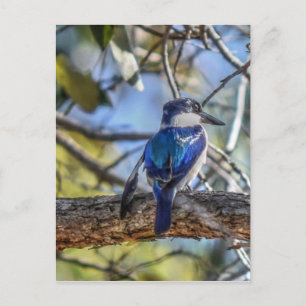 KINGFISHER RURAL QUEENSLAND AUSTRALIA POSTCARD