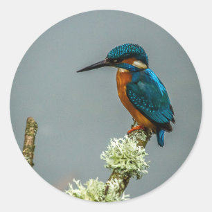 Kingfisher Stickers