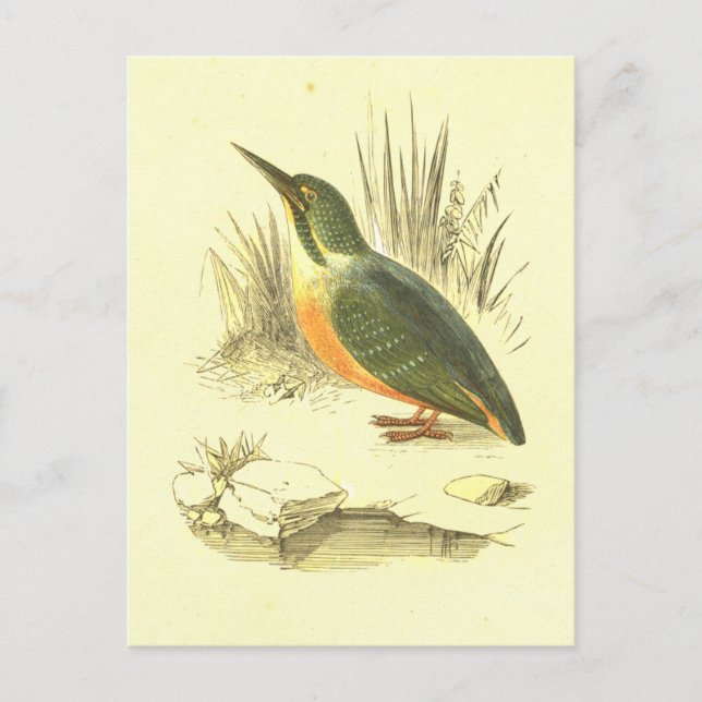 Kingfisher Vintage Bird Lithograph Postcard (Front)