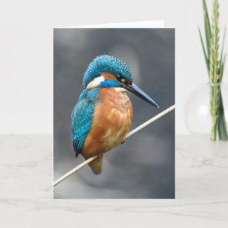 Kingfisher waiting. card