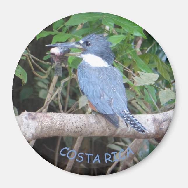 Kingfisher with Fish from Costa Rica Magnet (Front)