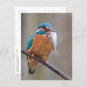 Kingfisher with Prey Nature Photo Postcard