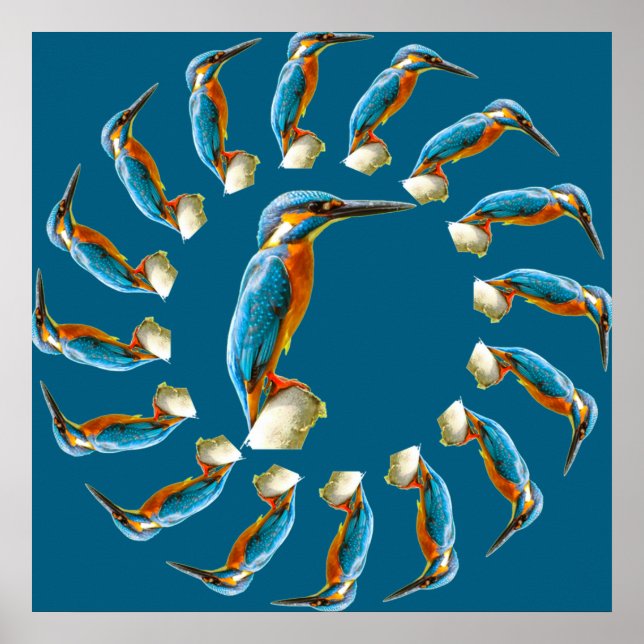 Kingfishers Circle Poster (Front)