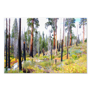 Kings Canyon National Park Photo Print