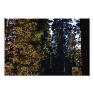 Kings Canyon National Park Photo Print