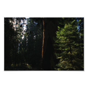 Kings Canyon National Park Photo Print