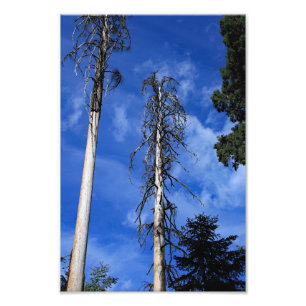 Kings Canyon National Park Photo Print