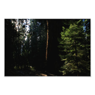 Kings Canyon National Park Photo Print