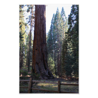 Kings Canyon National Park Photo Print