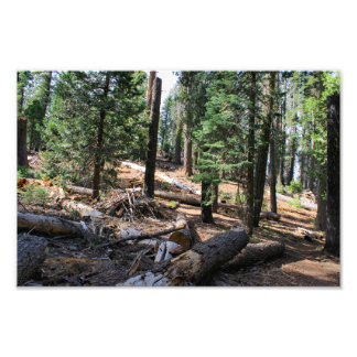Kings Canyon National Park Photo Print