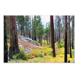 Kings Canyon National Park Photo Print