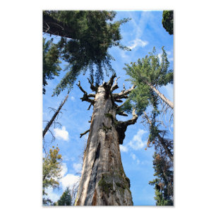Kings Canyon National Park Photo Print