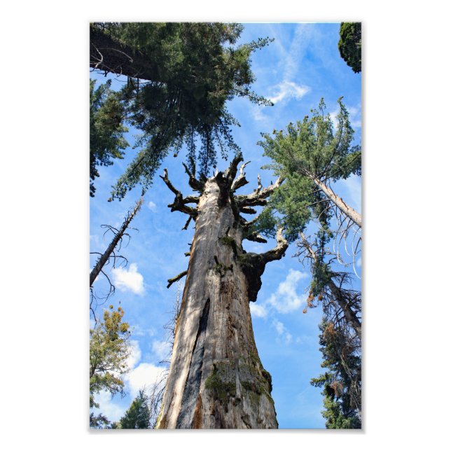 Kings Canyon National Park Photo Print (Front)