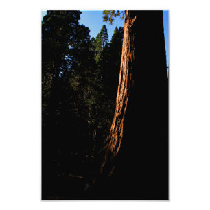 Kings Canyon National Park Photo Print