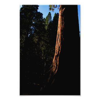 Kings Canyon National Park Photo Print